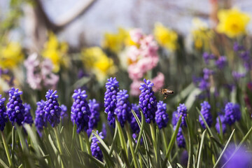 Fototapeta premium A bee flies to pollinate blue muscari in the garden, with yellow daffodils and hyacinths in the background