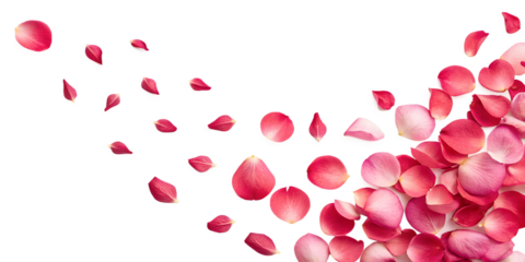 A dynamic spread of vibrant pink rose petals on a transparent background, creating an elegant and romantic composition. Ideal for overlays, wedding themes.
