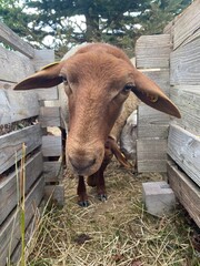Schaf Sheep Mouton