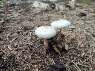 Umbrella mushroom Scientific name Chlorophyllum molybdites Umbrella-shaped, 3-30 cm in diameter. Color White, brown or gray. Height 5-30 cm, diameter 0.5-2 cm.