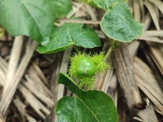 Passiflora foetida L. is a wild passionflower with delicate, fringed petals and a unique aroma. It...