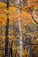 Obraz premium 北海道 札幌の秋