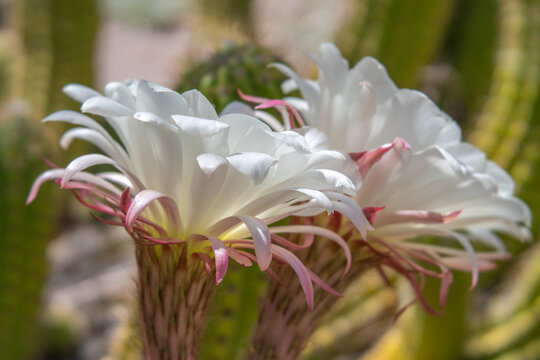 Big White Trumpet Shaped Cactus Flower Blooms Close-up