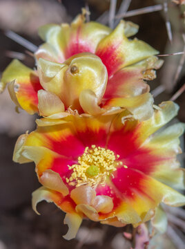 Yellow and Magenta Blooming Prickly Pear Cactus Flowers Close-up