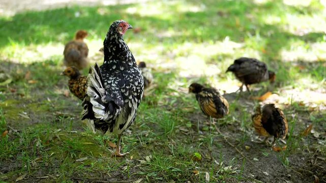 A Sebright hen stands guard, her chicks exploring the grassy ground beneath a dappled canopy of leaves. This heartwarming scene captures the essence of family in the animal kingdom.