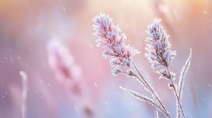 Fototapeta premium Frost-covered plants in soft winter light.
