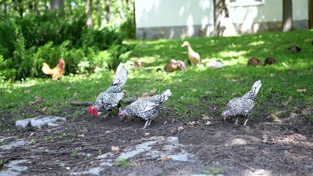 Three Sebright chickens peck at the ground searching for food, while ducks rest on grass. A peaceful farm scene in natural light.