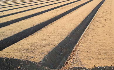 Plowed and furrowed land ready for planting- Yuma, Arizona