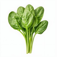 Spinach front view full length with white background