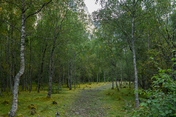 Obraz premium A peaceful forest in Jostedalsbreen National Park, with towering trees and lush greenery surrounding the serene landscape