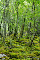 Obraz premium A peaceful forest in Jostedalsbreen National Park, with towering trees and lush greenery surrounding the serene landscape