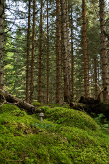 Fototapeta premium A close-up of wild mushrooms growing in a lush Norwegian forest. The mushrooms, surrounded by moss and fallen leaves