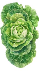 Close up view of fresh lush green leafy cabbage or lettuce vegetable in an organic farm or garden setting  Healthy natural produce for cooking and recipes