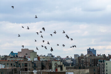 Birds Over the City
