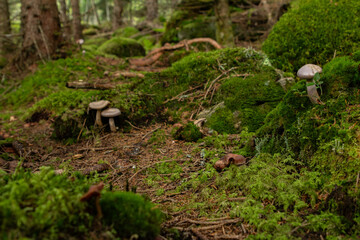 A close-up of wild mushrooms growing in a lush Norwegian forest. The mushrooms, surrounded by moss and fallen leaves