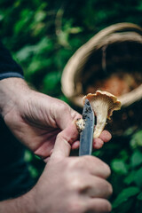 Cueillette des girolles en forêt en automne
