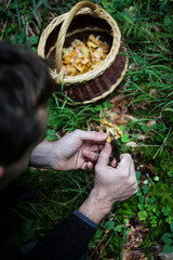 Cueillette des girolles en forêt en automne