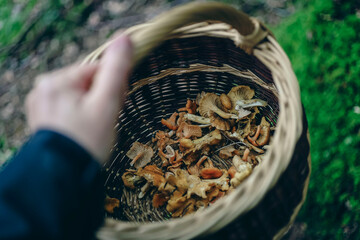 Cueillette des girolles en forêt en automne