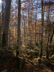 Obraz premium Autumn landscape of Rila Mountain, Bulgaria