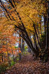 Obraz premium 北海道 札幌の秋