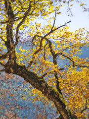 Fototapeta premium Autumn landscape of Rila Mountain, Bulgaria