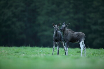 Łoś (Alces alces) moose © Bartosz Rakoczy