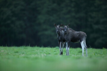 Łoś (Alces alces) moose © Bartosz Rakoczy