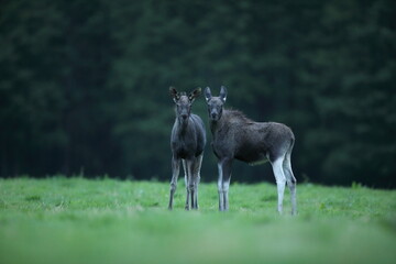 Łoś (Alces alces) moose © Bartosz Rakoczy