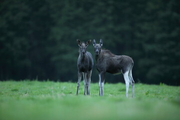Łoś (Alces alces) moose © Bartosz Rakoczy