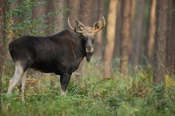 Łoś (Alces alces) moose © Bartosz Rakoczy