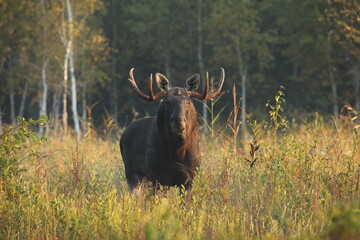 Łoś (Alces alces) moose © Bartosz Rakoczy