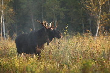 Łoś (Alces alces) moose © Bartosz Rakoczy