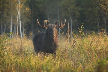 Łoś (Alces alces) moose © Bartosz Rakoczy
