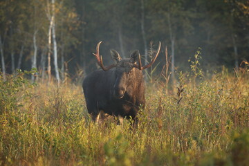 Łoś (Alces alces) moose © Bartosz Rakoczy