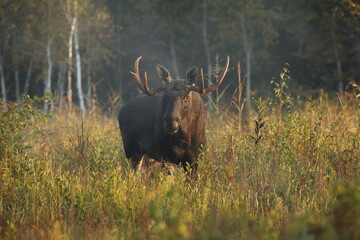 Łoś (Alces alces) moose © Bartosz Rakoczy