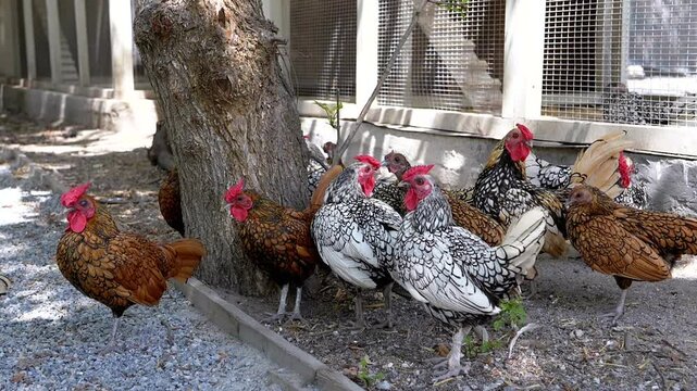 A flock of chickens of different breeds gather near a tree and a chicken coop, showcasing a variety of plumage colors and patterns. A glimpse into farm life and poultry diversity.