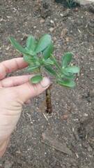 Gardener holding a jade plant cutting ready for planting