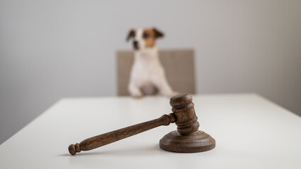 Jack Russell Terrier dog behind judge's gavel. 