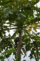 Papayas on tree