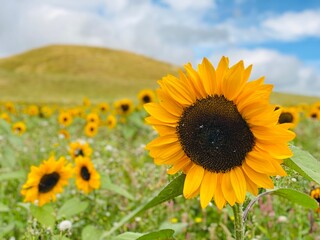 Fototapeta premium sunflower field with sky