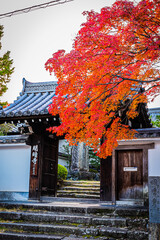 Obraz premium 京都 秋の東福寺の風景