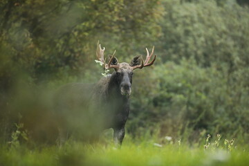 Łoś (Alces alces) moose © Bartosz Rakoczy