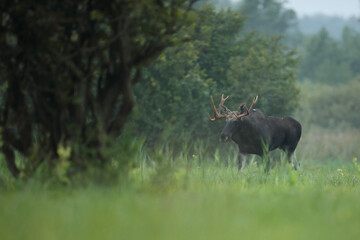 Łoś (Alces alces) moose © Bartosz Rakoczy