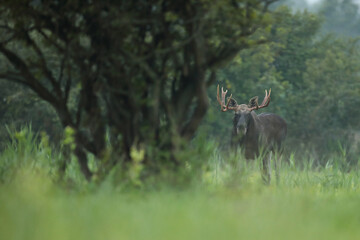 Łoś (Alces alces) moose © Bartosz Rakoczy