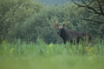 Łoś (Alces alces) moose © Bartosz Rakoczy