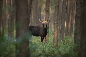 Łoś (Alces alces) moose