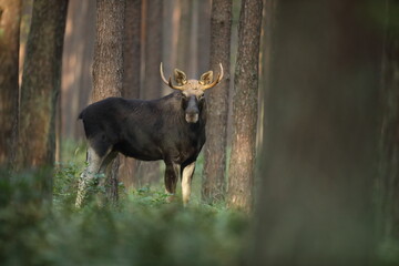 Łoś (Alces alces) moose © Bartosz Rakoczy