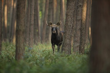 Łoś (Alces alces) moose © Bartosz Rakoczy