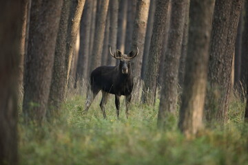 Łoś (Alces alces) moose © Bartosz Rakoczy