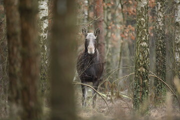 Łoś (Alces alces) moose © Bartosz Rakoczy